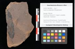 Foto (Objekt + Etikett) von Quercus palaeoilex Ettingshausen (NHMW-GEO-2024-0188-0856)